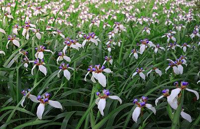 复古赛车《旧日飞车》Steam心愿单突破三万 今夏抢测